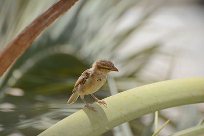 Close-up of bird perching on leaf