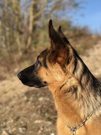 Close-up of a dog looking away