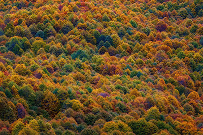 Full frame shot of trees in forest during autumn