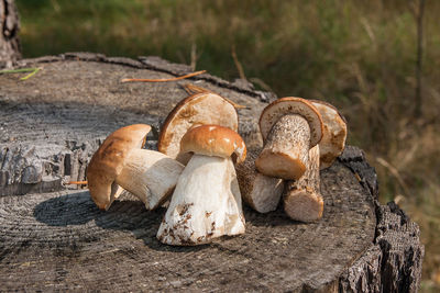 Close-up of mushrooms on wooden log in field