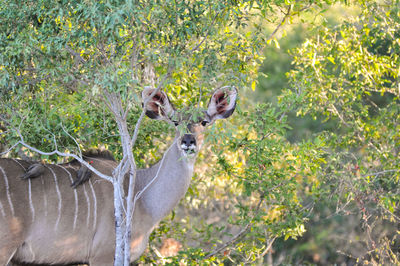 Kudu by plants at kruger national park