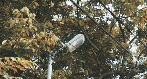 Low angle view of bird perching on tree