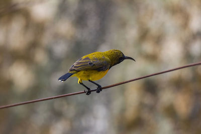 Close-up of bird perching on cable