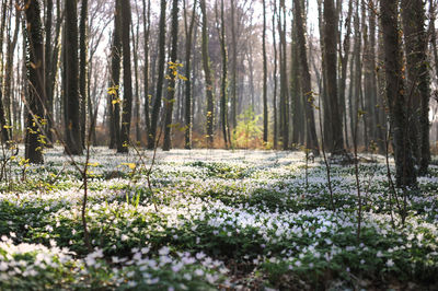 Plants growing in forest