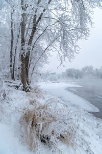 Bare trees on snow covered land