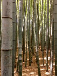 View of bamboo trees in forest