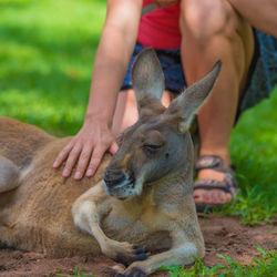Low section of man touching kangaroo on field