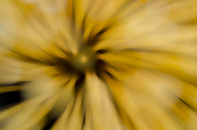 Close-up of yellow flower