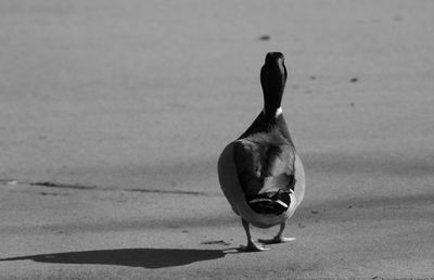 Rear view of mallard duck walking at beach