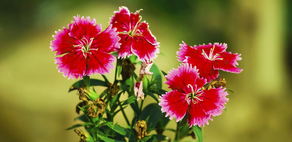 Close-up of insect on red flowering plant