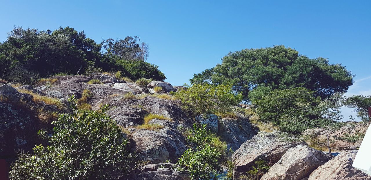 tree, beauty in nature, plant, rock, sky, nature, rock - object, solid, growth, scenics - nature, day, tranquility, no people, environment, clear sky, tranquil scene, land, outdoors, sunlight, non-urban scene