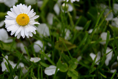 Close-up of flowers blooming outdoors