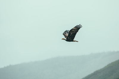 Close-up of eagle flying against clear sky