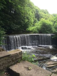 Scenic view of waterfall in forest