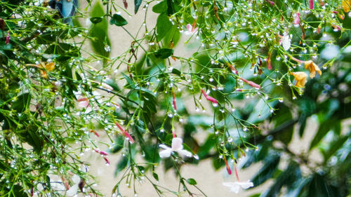 Close-up of plants growing on tree
