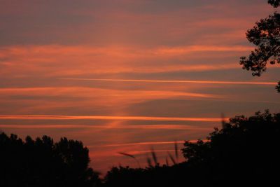 Low angle view of silhouette trees against orange sky