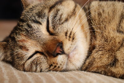 Close-up of cat sleeping