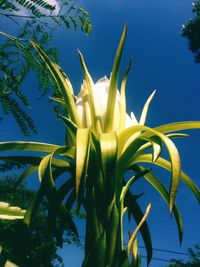 Close-up of plant against blurred background