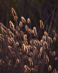 Close-up of dried plant on field