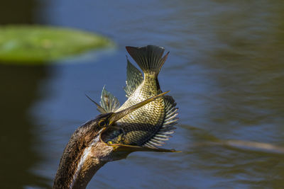 Close-up of bird flying over lake