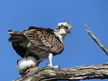 Low angle view of osprey perching against clear sky