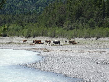 View of sheep in the water