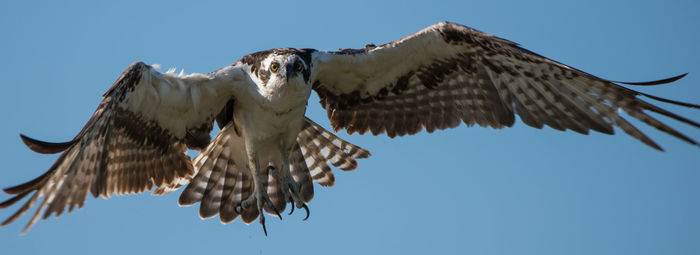 Low angle view of eagle flying against clear blue sky