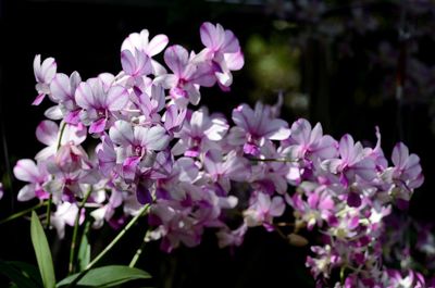 Close-up of flowers blooming outdoors