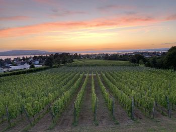 Scenic view of vineyard against sky during sunset