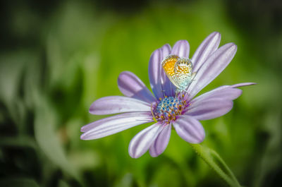 Close-up of purple flower