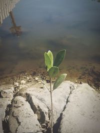 Close-up of lizard on plant against sky