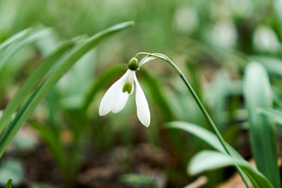 Close-up of white flowering plant