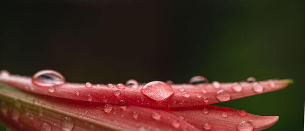 Close-up of water drops on red flower