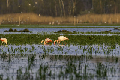 View of birds in lake