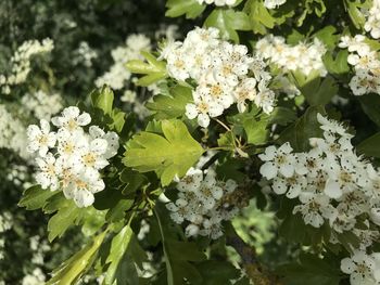 Close-up of white flowering plant