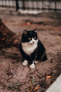 Portrait of cat sitting on field