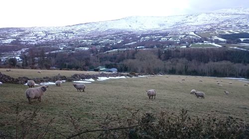 Flock of sheep grazing on field during winter