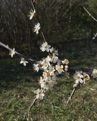 Close-up of white cherry blossoms in spring