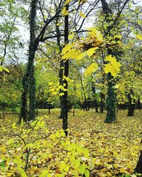 Full frame shot of yellow tree against sky