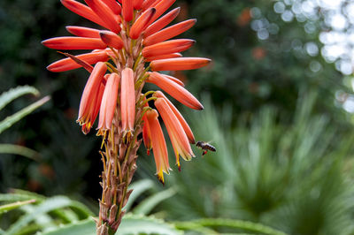 Close-up of red flowers