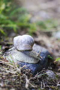 Close-up of snail on land