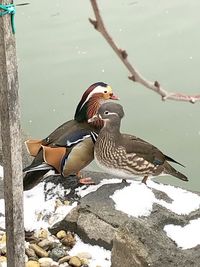 Bird perching on a lake