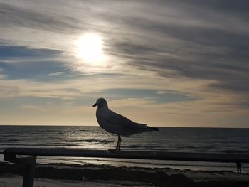 Seagull perching on a sea