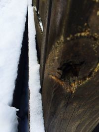 Reflection of trees in snow