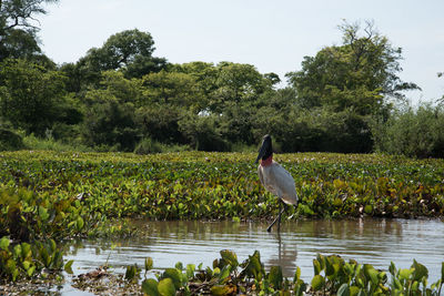 Bird perching on a lake
