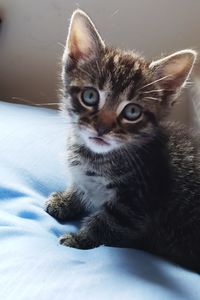 Close-up portrait of kitten