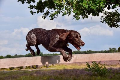 Dog jumping on grassy field