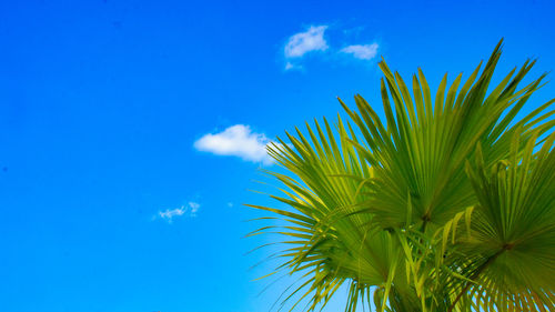 Low angle view of palm tree against blue sky