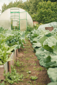 Plants growing in greenhouse