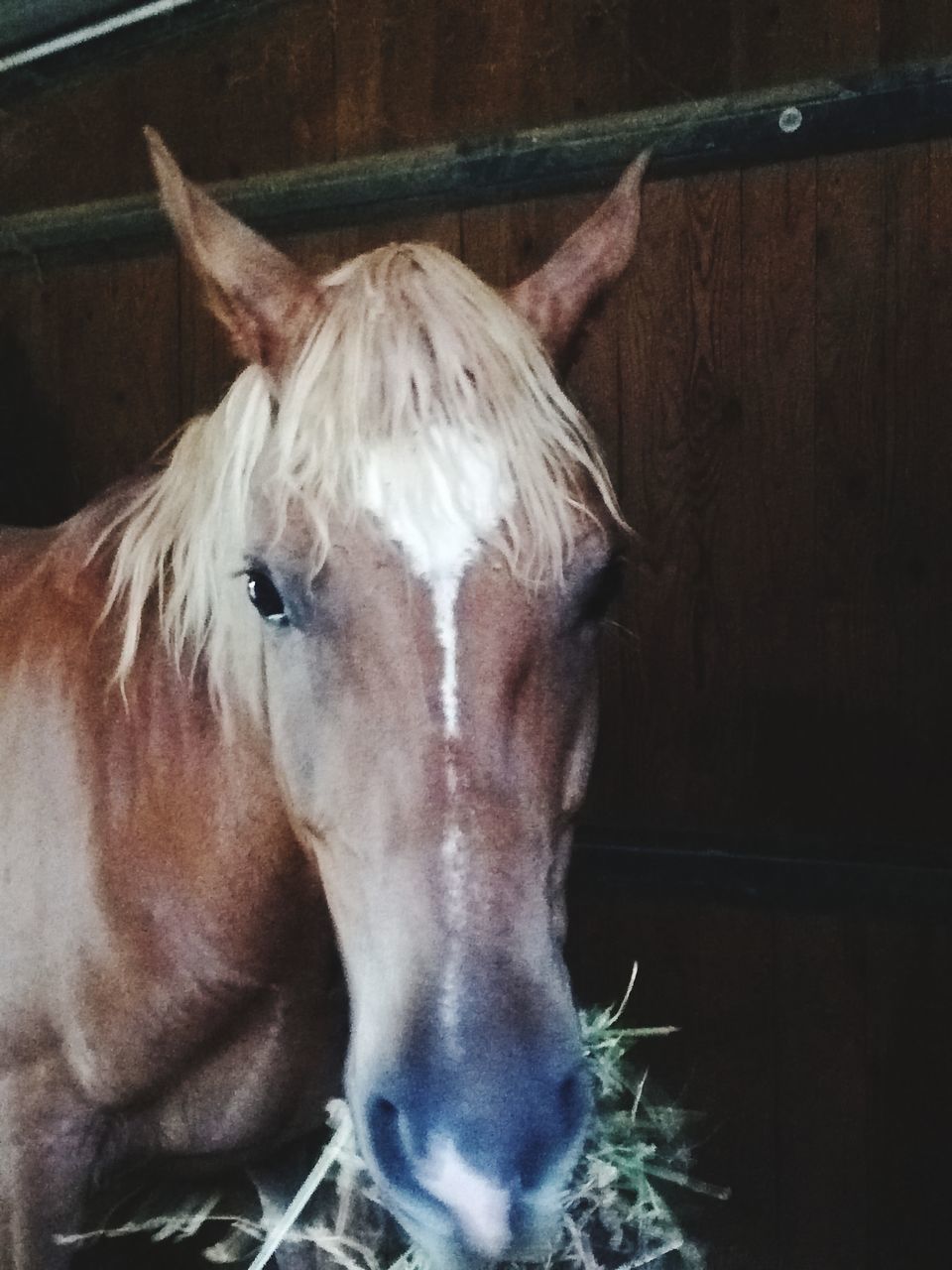 CLOSE-UP OF HORSE IN PEN